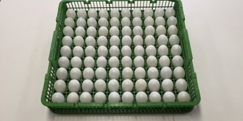 LINCO trays allow big eggs
